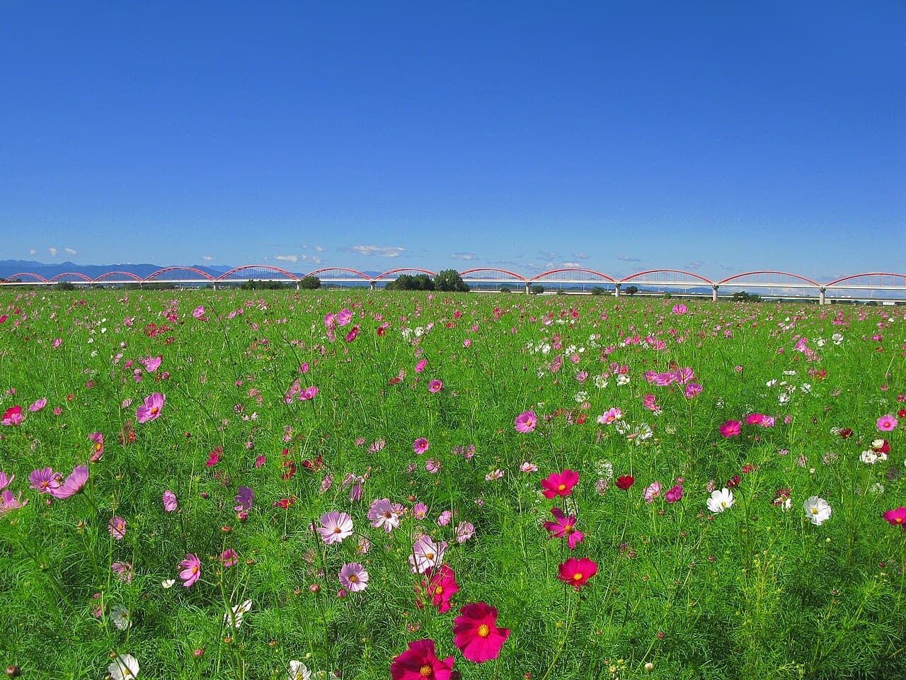 荒川河川敷に咲くピンクや白のコスモスと、奥に連なる赤いアーチの荒川水管橋